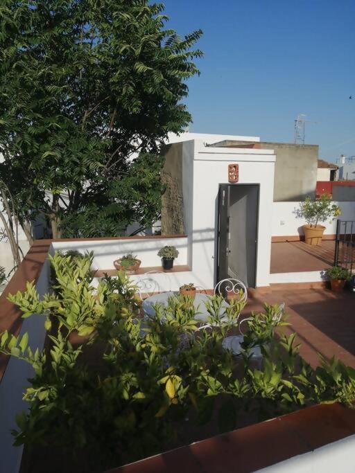 Apartamento Orégano Sanlúcar de Barrameda Esterno foto